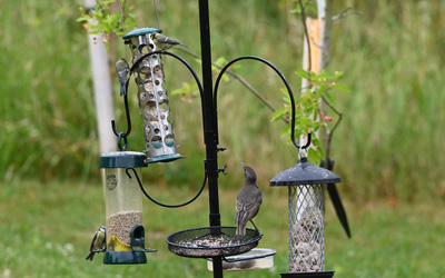 Bird Feeders