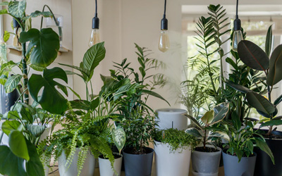 Indoor Plants